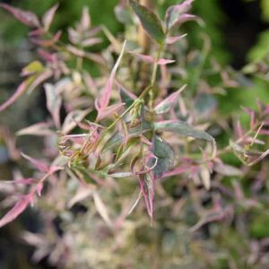 Jasminum officinale 'Argenteovariegatum' (v) 60-80 cm